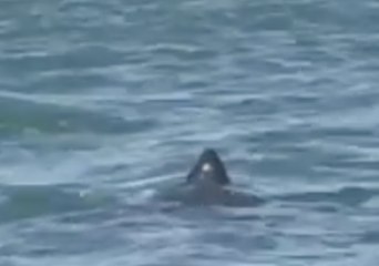 Leatherback Sea Turtle Spotted Off South Carolina