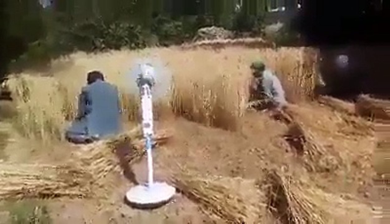 Amazing People using Solar and Solar fan for cutting wheat