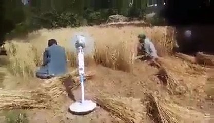 Amazing People using Solar and Solar fan for cutting wheat