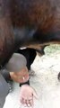 Amazing Male Goat Giving Milk || amazing Male goat giving milk