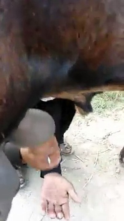 Amazing Male Goat Giving Milk || amazing Male goat giving milk