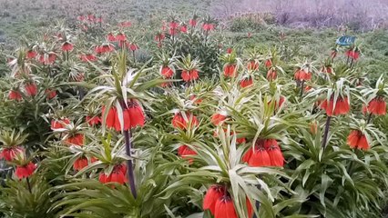 Baharın müjdecisi Ters Laleler göz kamaştırıyor