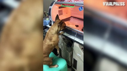 Mother Dog Watching Over Puppies