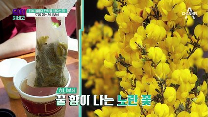 피부 볼륨과 탄력에 도움 주는 허니부쉬 속 헤스페리딘!