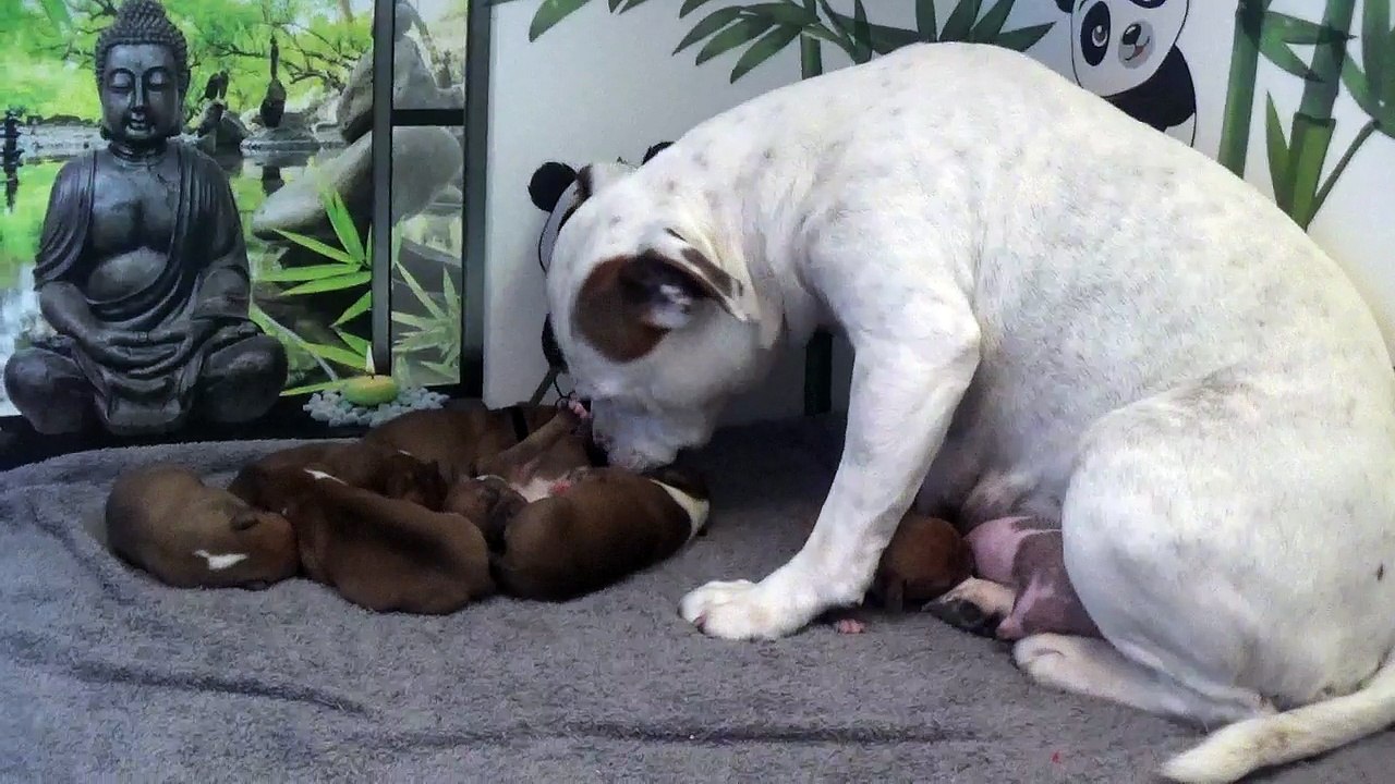 2ème vidéo des chiot PANDA de la 32ème portée de STAFFORDLAND