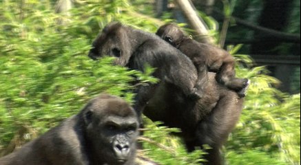 'APEY 1st BIRTHDAY AYANA