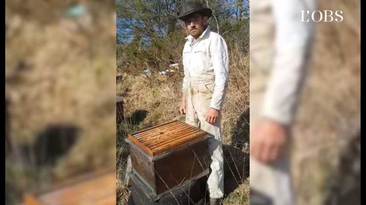 Apiculteur dans le Finistère : "Toutes mes abeilles sont mortes intoxiquées"