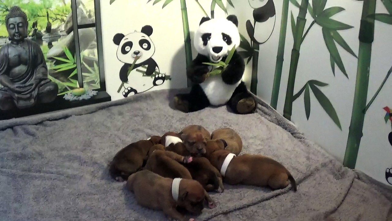 3ème vidéo des chiot PANDA de la 32ème portée de STAFFORDLAND