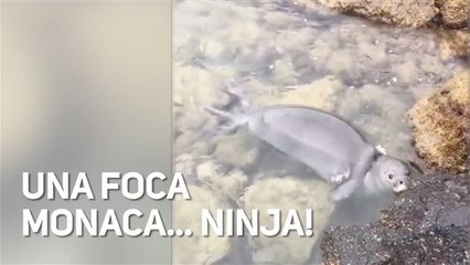 Una foca monaca 'ninja' ci deve far riflettere