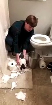 Un chat nettoie son propre bazar