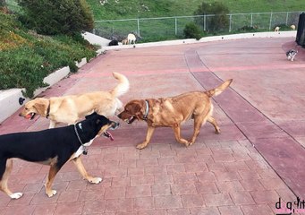 Benefits of hiring a dog walker in San Jose