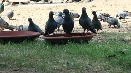 " PRINDA "  | Hindi Short Film 2018 | | Written And Directed By Anil Chahar