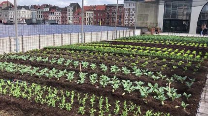 Sur le toit du "ventre de Bruxelles", la plus grande ferme urbaine aquaponique d'Europe