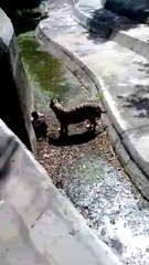 Zoo me Sher ny Aadmi pr hamla kr diya aur zinda kha liya