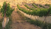 Vino orgánico y agroturismo sostenible en pleno desierto del Néguev
