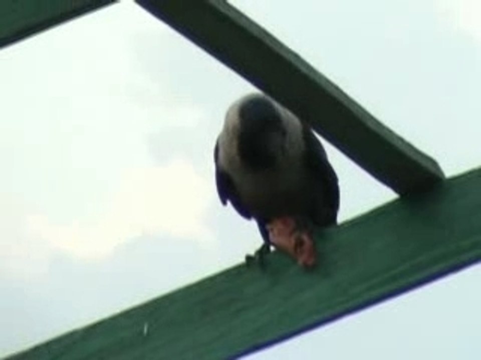 Corbeau du Cachemire