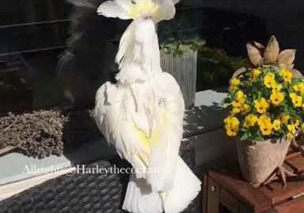 Harley the Cockatoo Showers and Enjoys Sunny Day