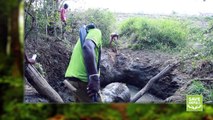 This elephant rescued from well !