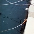 Un jeune requin à peau bleue se perd dans le vieux port de Menton