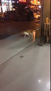 Un chat fait du surplace