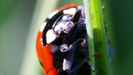 décollage express d'une Coccinelle