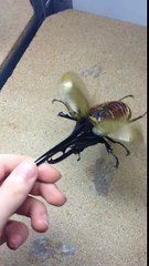 Dünyanın en büyük helikopter böceği