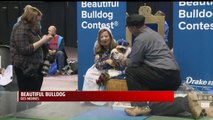 Dog Who Was Nearly Euthanized Crowned at Iowa Bulldog Pageant