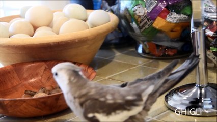 Cockatiel singing enthusiastically Jingle Bells
