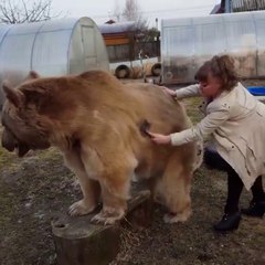 Elle brosse son gros ours de compagnie