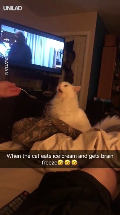 Ce chat se fait geler le cerveau en mangeant de la glace