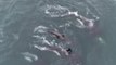 Killer Whales Feed on Gray Whale Calf in Monterey Bay