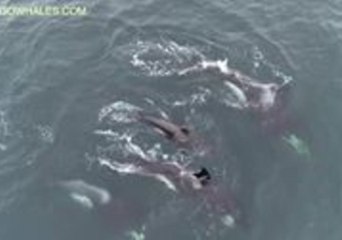 Killer Whales Feed on Gray Whale Calf in Monterey Bay