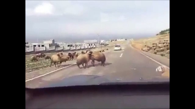 Regardez comment un bélier va etre interrompu en plein combat...