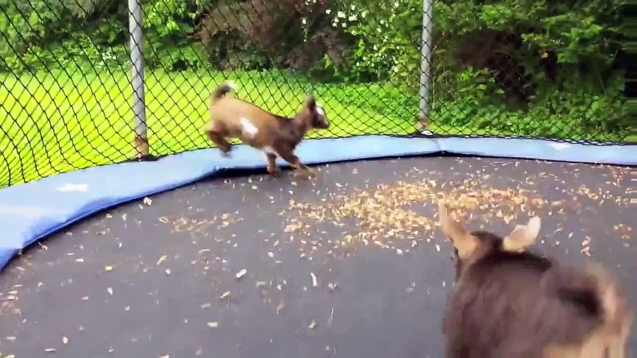 Des chèvres deviennent folles sur ce trampoline... Adorable