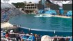 Une orque dévore un pélican en plein show dans un parc aquatique