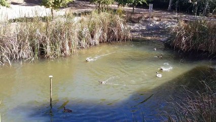 Family of ducks playing in a pond