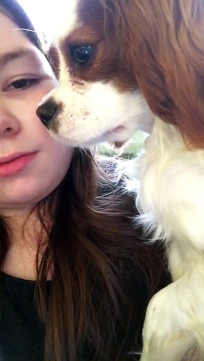 Cavalier King Charles Spaniel