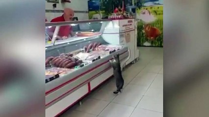 Kasap ve Kedinin Diyaloğu 2