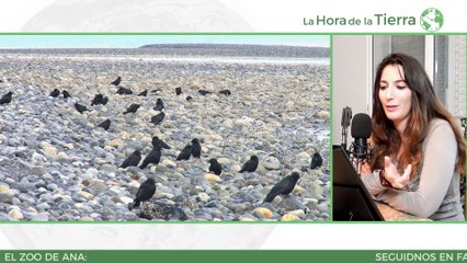 Aves que usan herramientas - El Zoo de Ana