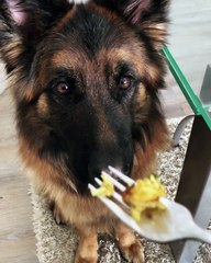 Polite Dog Eats from Fork