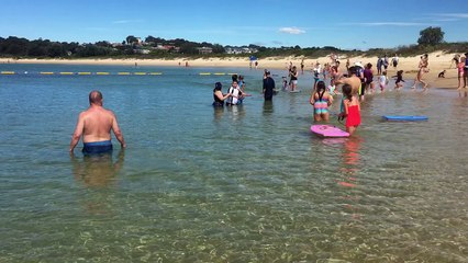 Seals Hunt for Fish on Shallow Beach