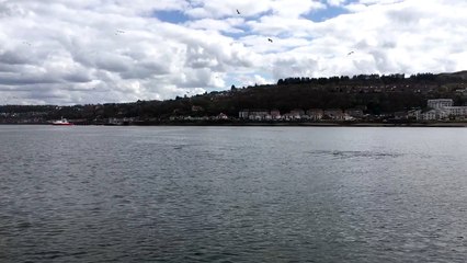 Orcas Swimming Nearby