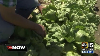 Romaine lettuce warning being linked to Arizona supplier