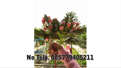 TERMURAHH !!! 0857.7940.5211, jual manset tangan syar'i