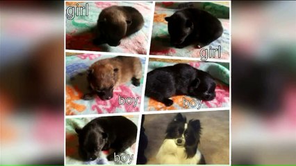 Breeder Worried Stolen Puppies Will be Used as Bait Dogs