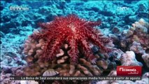 La batalla para preservar los arrecifes de coral en Sansha