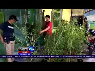 Polisi Temukan 36 Pohon Ganja -NET24