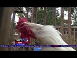 Kontes Ayam Pelung, Puluhan Ayam Unjuk Kebolehan -NET5