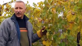 Виноград Осенняя обрезка виноградника