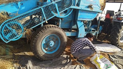 Desi Chana Threshing